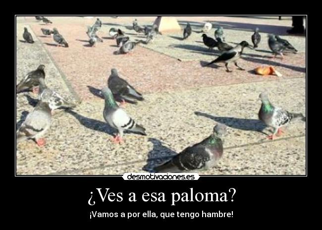 ¿Ves a esa paloma? -