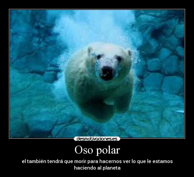 Oso polar - el también tendrá que morir para hacernos ver lo que le estamos haciendo al planeta
