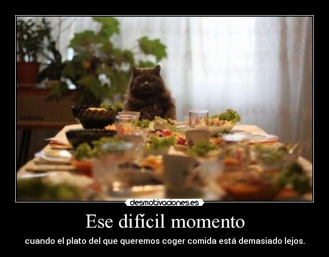 carteles tk73 unicorniosfelices los gatos con comida lejos desmotivaciones