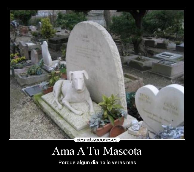 Ama A Tu Mascota -