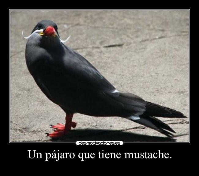 Un pájaro que tiene mustache. -