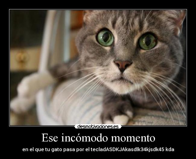 carteles ese incomodo momento gatosmascota mascotas gatos asdfgjhakln asdklasln desmotivaciones