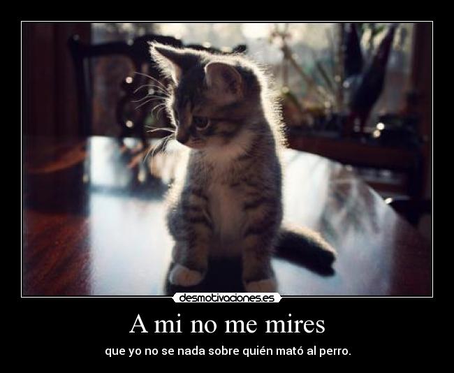 A mi no me mires - que yo no se nada sobre quién mató al perro.