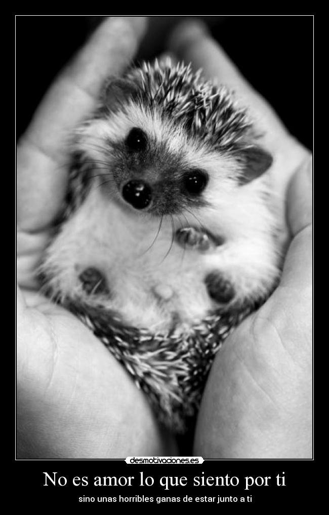 No es amor lo que siento por ti - sino unas horribles ganas de estar junto a ti