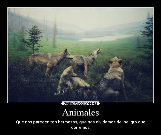 Animales - Que nos parecen tan hermosos, que nos olvidamos del peligro que corremos.