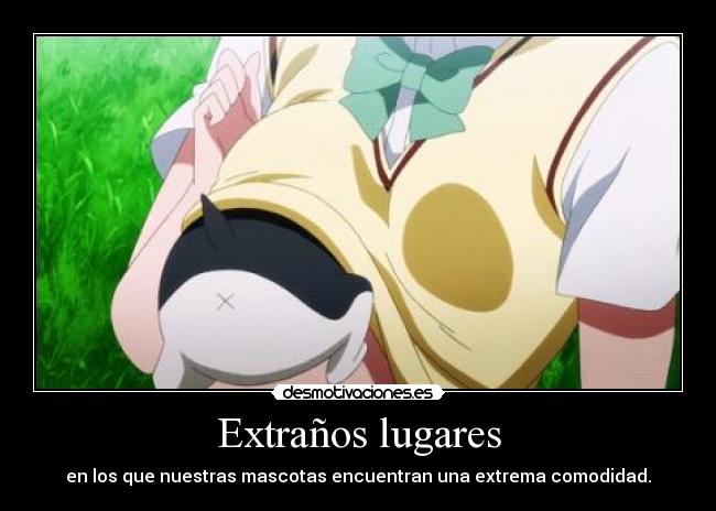 Extraños lugares - en los que nuestras mascotas encuentran una extrema comodidad.