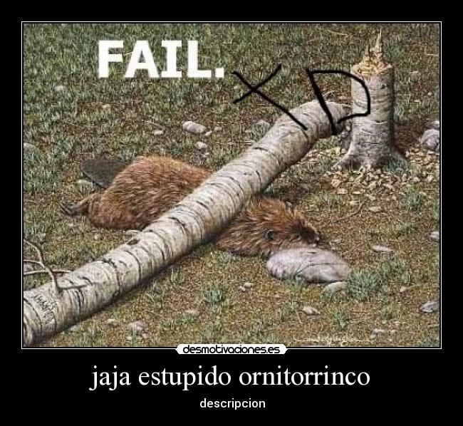 jaja estupido ornitorrinco - descripcion