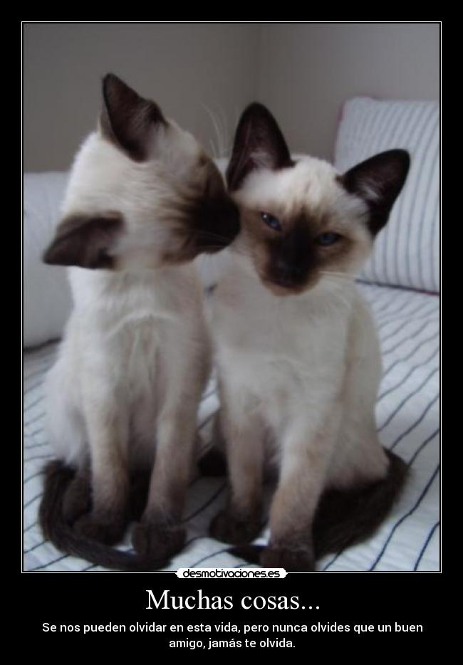 Muchas cosas... - Se nos pueden olvidar en esta vida, pero nunca olvides que un buen
amigo, jamás te olvida.