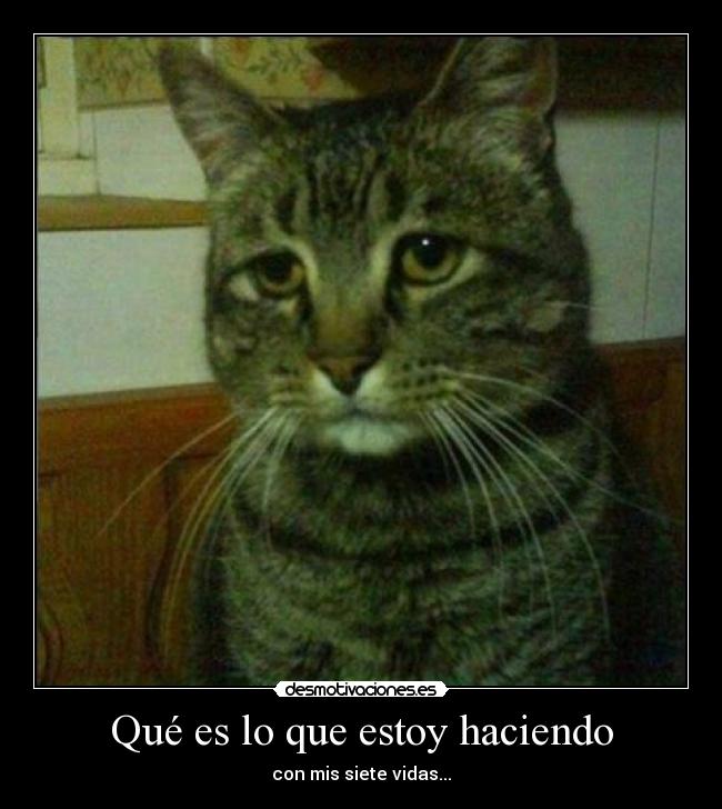 carteles gato deprimio desmotivaciones