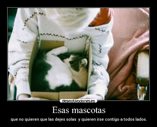 Esas mascotas - 