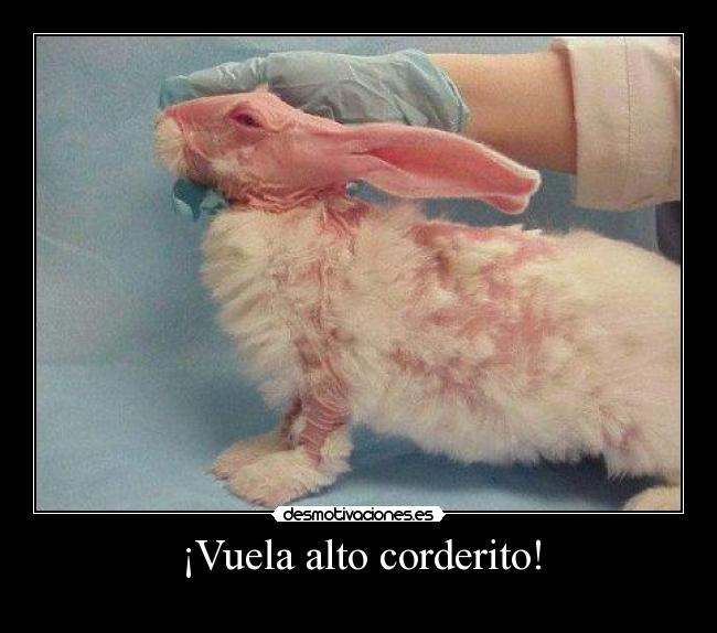 ¡Vuela alto corderito! -