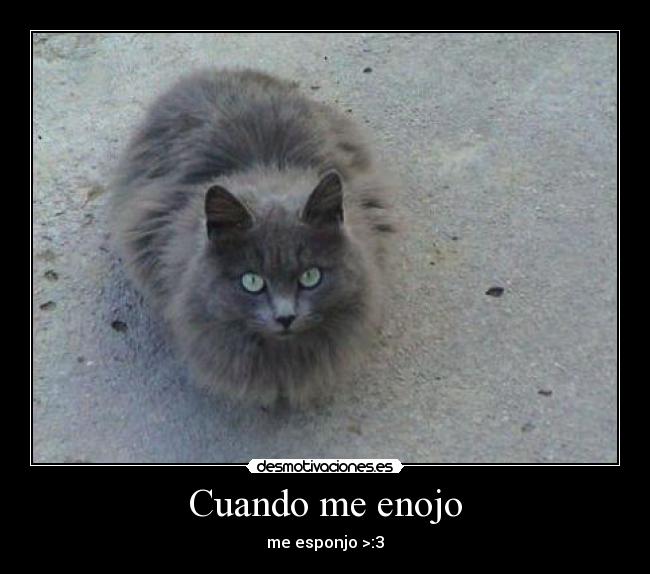 Cuando me enojo - me esponjo >:3