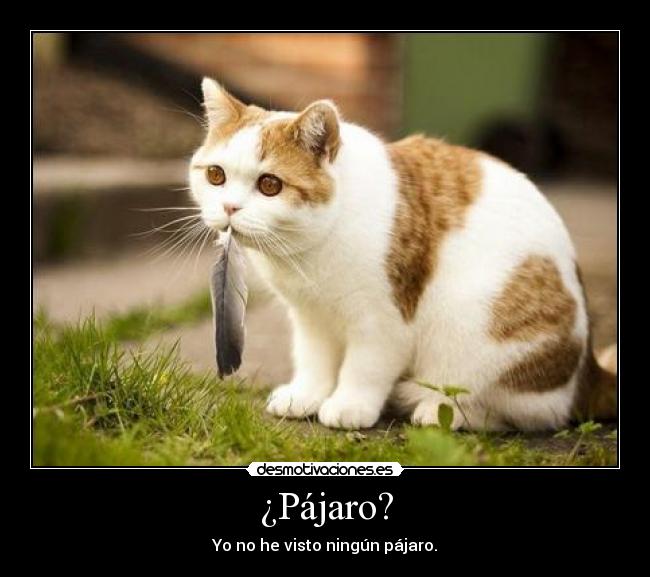 ¿Pájaro? -