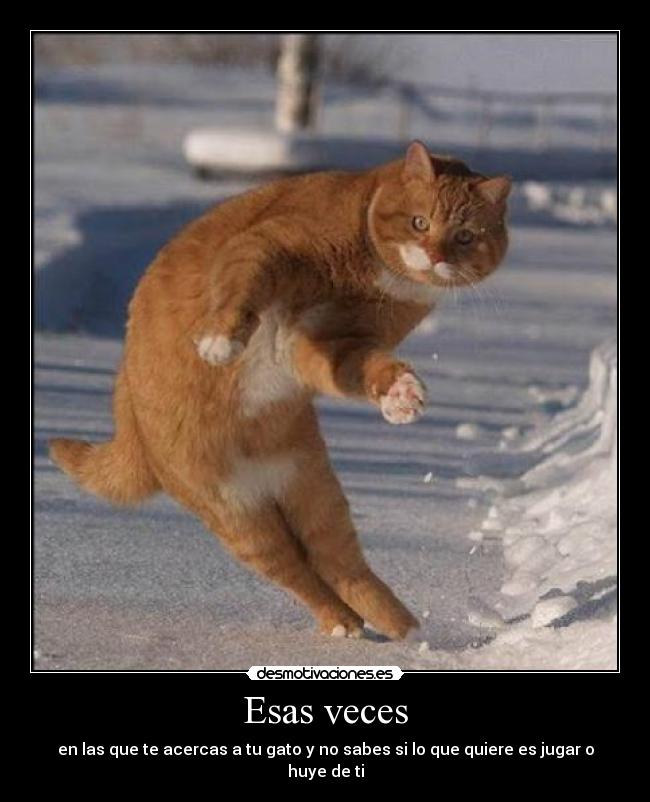 Esas veces - en las que te acercas a tu gato y no sabes si lo que quiere es jugar o huye de ti