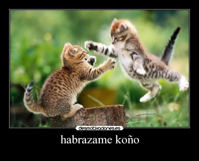 habrazame koño -