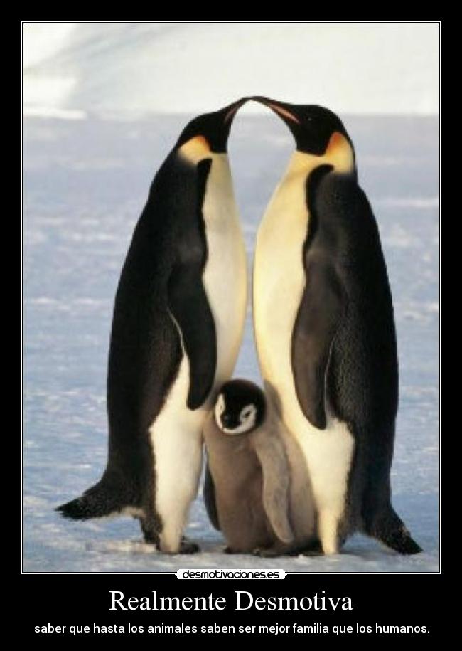 Realmente Desmotiva - saber que hasta los animales saben ser mejor familia que los humanos.