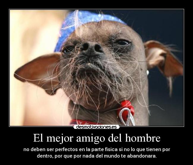 El mejor amigo del hombre - no deben ser perfectos en la parte fisica si no lo que tienen por
dentro, por que por nada del mundo te abandonara.