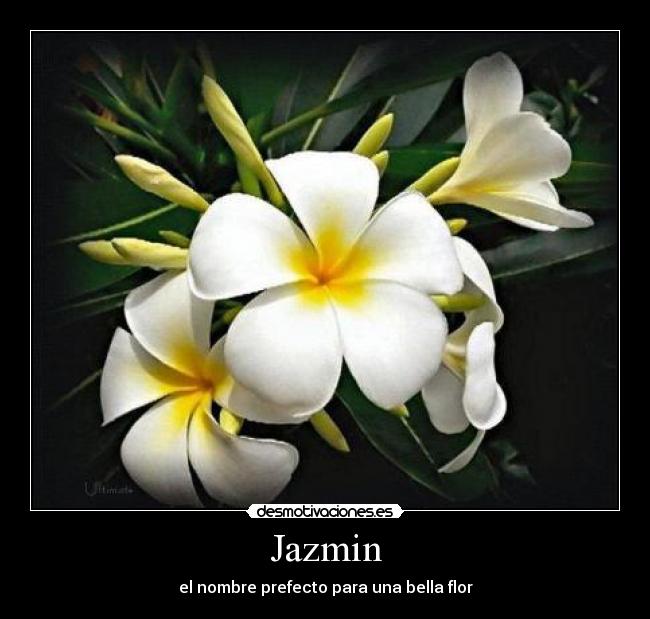 Jazmin - el nombre prefecto para una bella flor