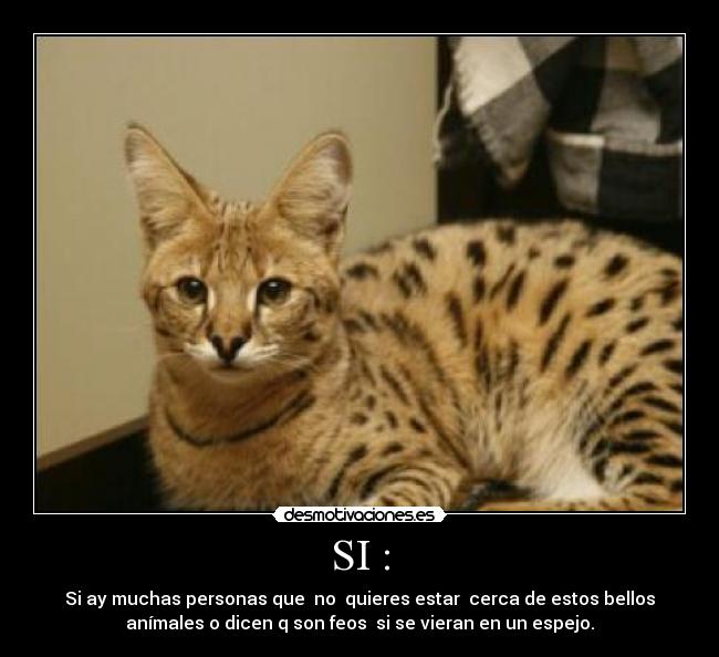carteles animales desmotivaciones