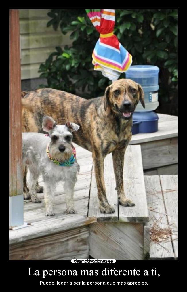 La persona mas diferente a ti, - Puede llegar a ser la persona que mas aprecies.