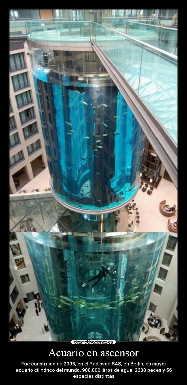 Acuario en ascensor -