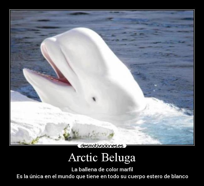 Arctic Beluga -