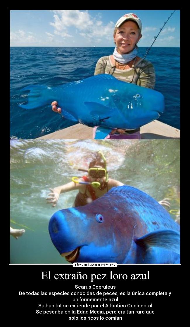 El extraño pez loro azul - Scarus Coeruleus
De todas las especies conocidas de peces, es la única completa y uniformemente azul
Su hábitat se extiende por el Atlántico Occidental
Se pescaba en la Edad Media, pero era tan raro que
solo los ricos lo comían