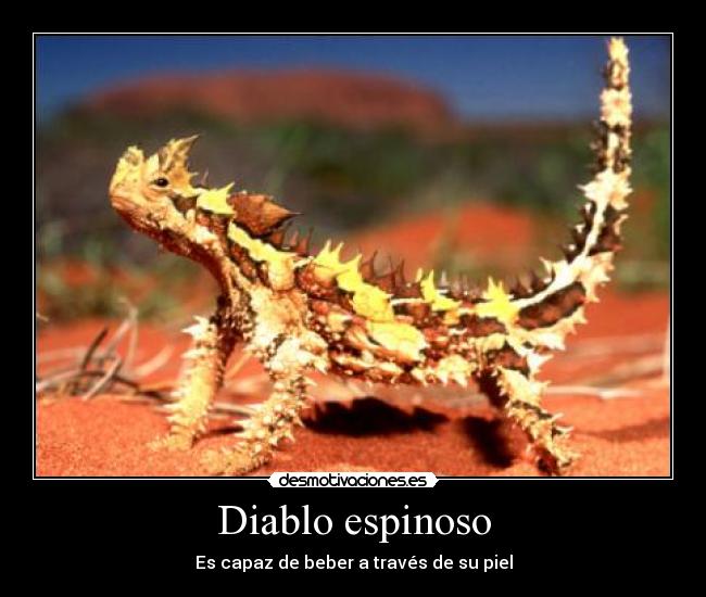 Diablo espinoso - Es capaz de beber a través de su piel
