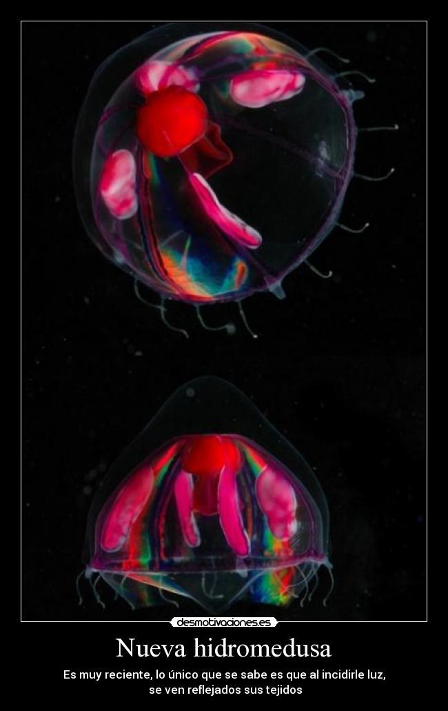 Nueva hidromedusa - Es muy reciente, lo único que se sabe es que al incidirle luz,
se ven reflejados sus tejidos
