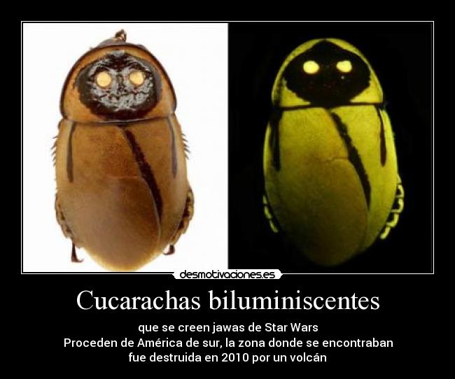 Cucarachas biluminiscentes - que se creen jawas de Star Wars
Proceden de América de sur, la zona donde se encontraban
fue destruida en 2010 por un volcán
