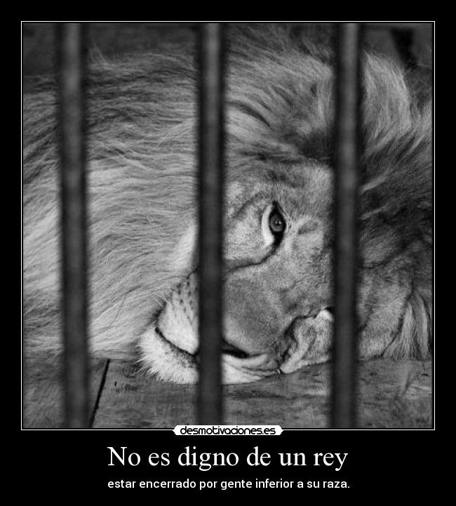 No es digno de un rey -