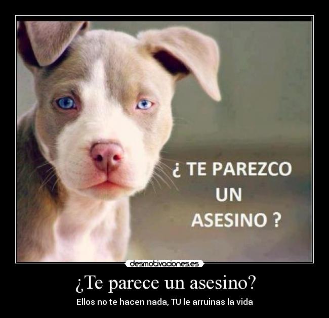 ¿Te parece un asesino? -