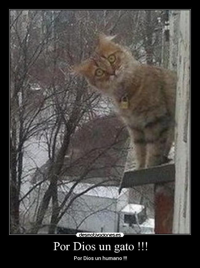 Por Dios un gato !!! -