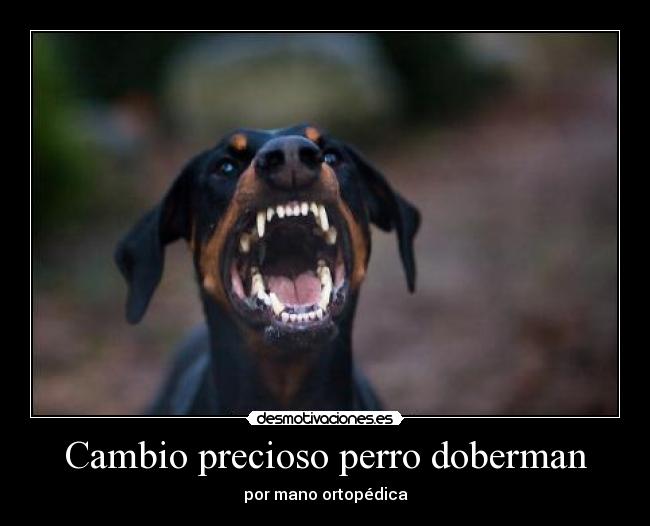 Cambio precioso perro doberman - 