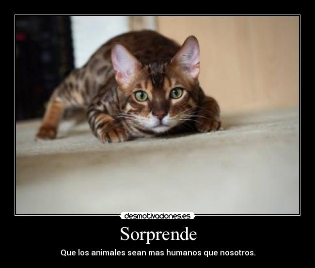 Sorprende - Que los animales sean mas humanos que nosotros.