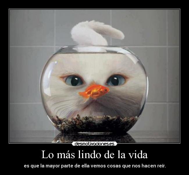 Lo más lindo de la vida - es que la mayor parte de ella vemos cosas que nos hacen reír.