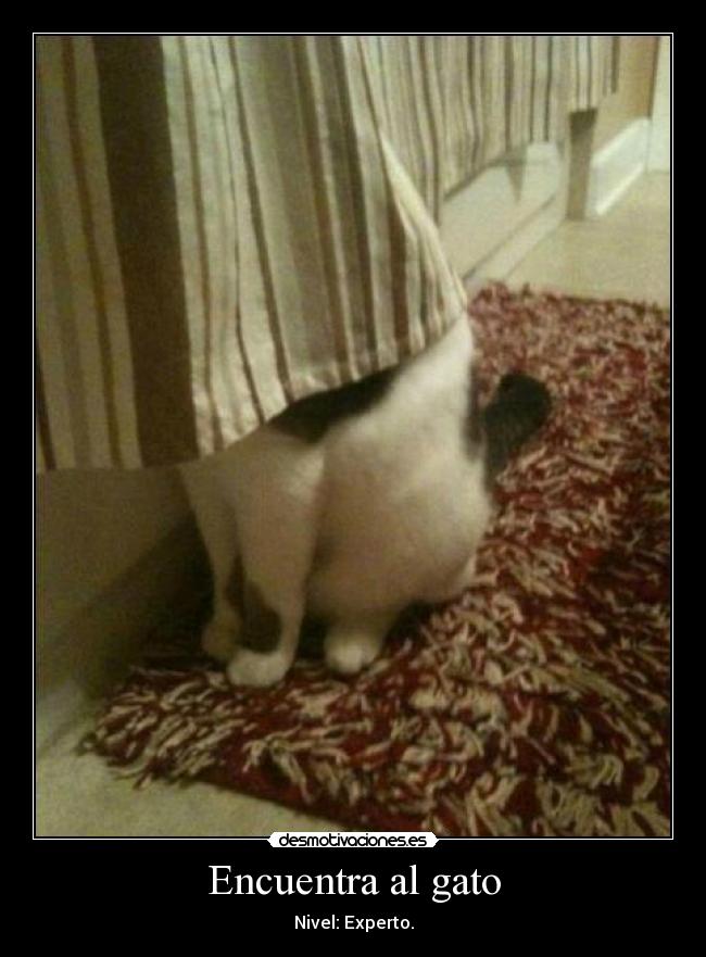 Encuentra al gato - Nivel: Experto.
