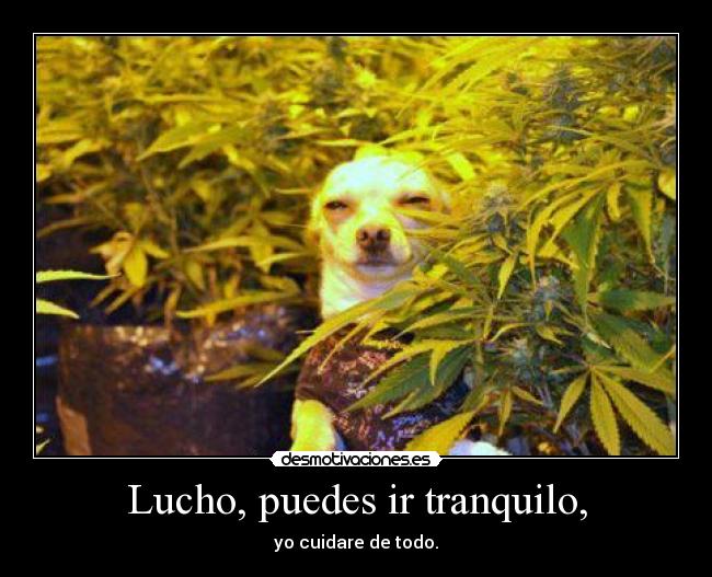 Lucho, puedes ir tranquilo, - yo cuidare de todo.