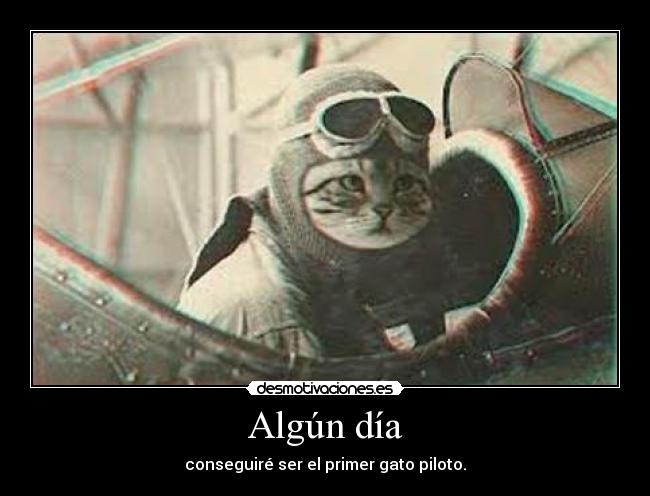 Algún día - conseguiré ser el primer gato piloto.