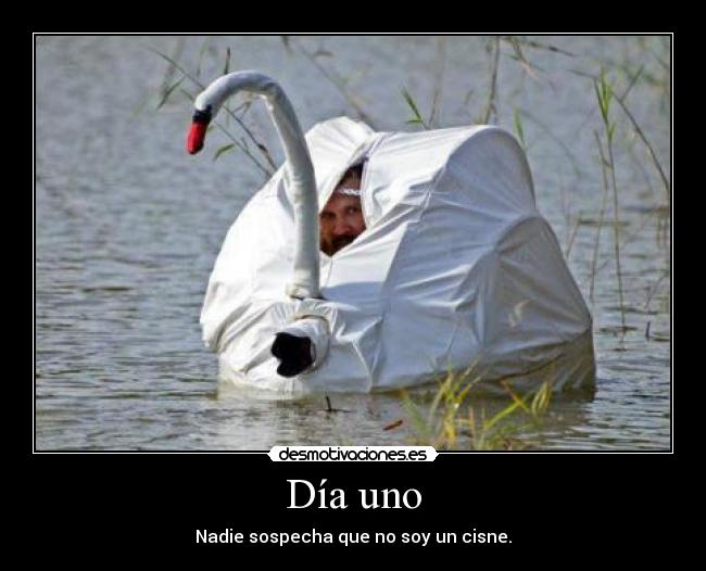 carteles cisne enganoso desmotivaciones
