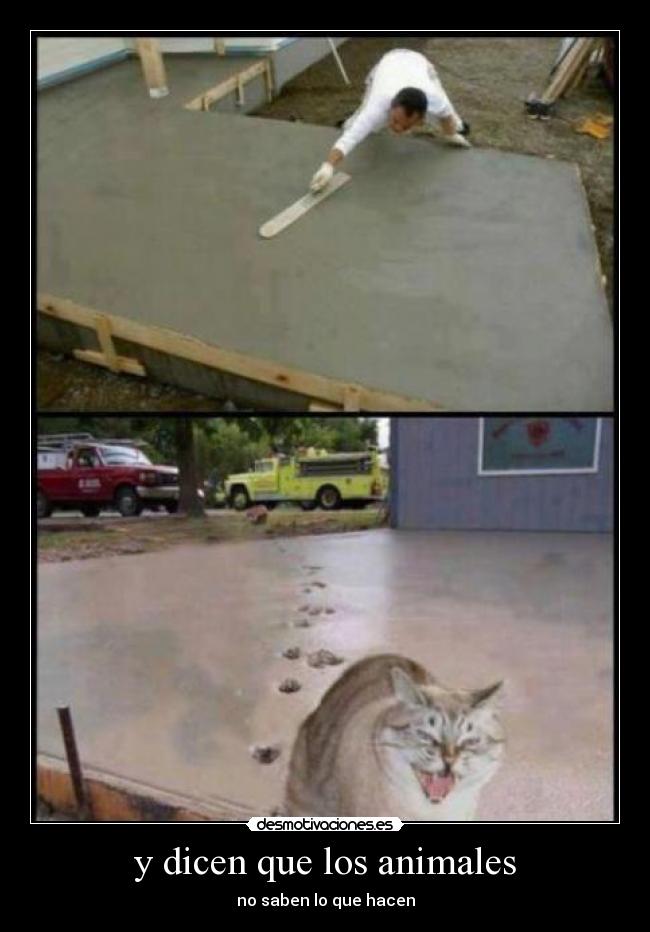 y dicen que los animales -