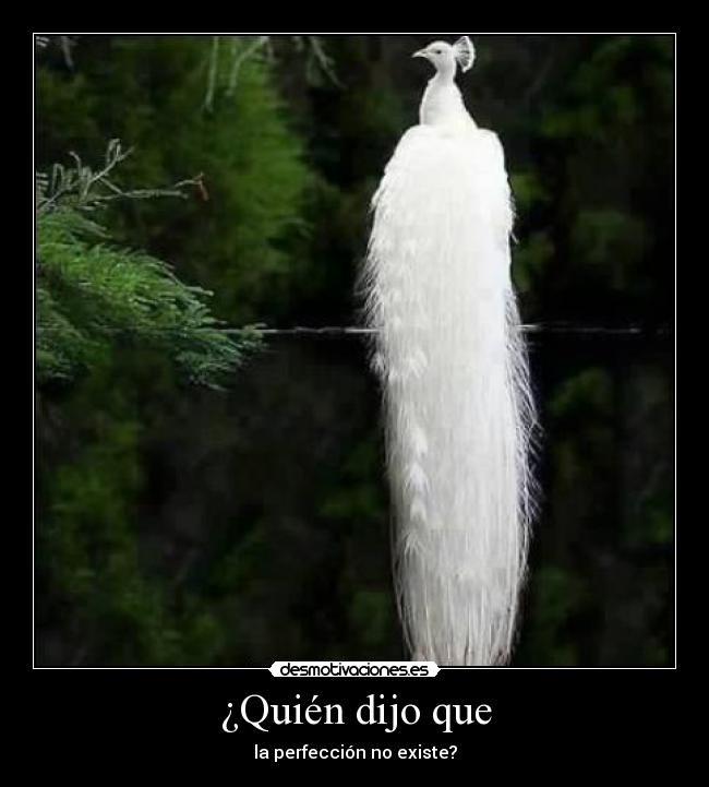 ¿Quién dijo que - la perfección no existe?