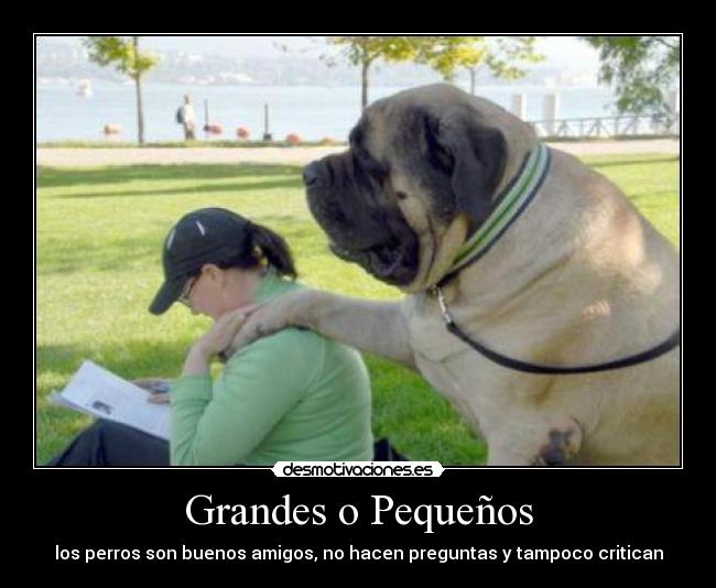 carteles amo los perros porque nunca hacen sentir uno que los haya tratado mal desmotivaciones