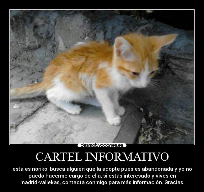 CARTEL INFORMATIVO - esta es noriko, busca alguien que la adopte pues es abandonada y yo no
puedo hacerme cargo de ella, si estás interesado y vives en
madrid-vallekas, contacta conmigo para más información. Gracias.