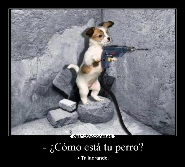 - ¿Cómo está tu perro? - + Ta ladrando.
