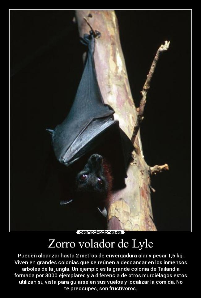 Zorro volador de Lyle - Pueden alcanzar hasta 2 metros de envergadura alar y pesar 1,5 kg.
Viven en grandes colonias que se reúnen a descansar en los inmensos
arboles de la jungla. Un ejemplo es la grande colonia de Tailandia
formada por 3000 ejemplares y a diferencia de otros murciélagos estos
utilizan su vista para guiarse en sus vuelos y localizar la comida. No
te preocupes, son fructívoros.