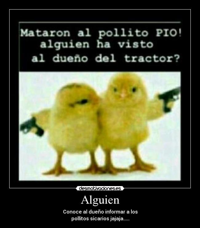 carteles pollito desmotivaciones