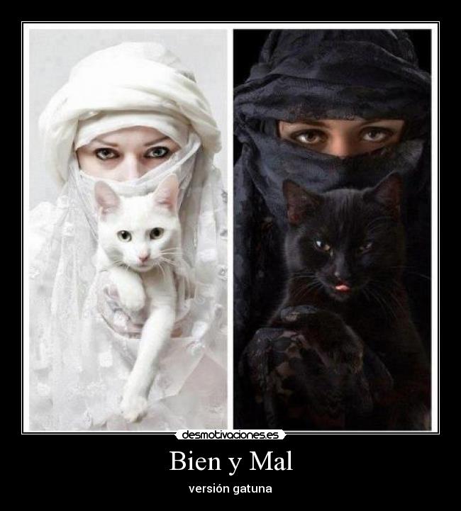 carteles gatos desmotivaciones