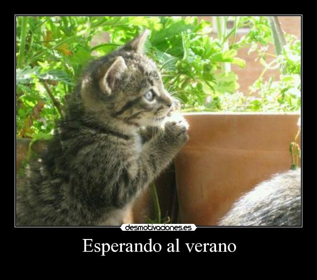 carteles verano gatito desmotivaciones