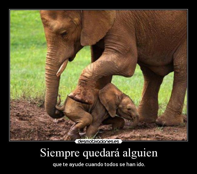 carteles elefante desmotivaciones